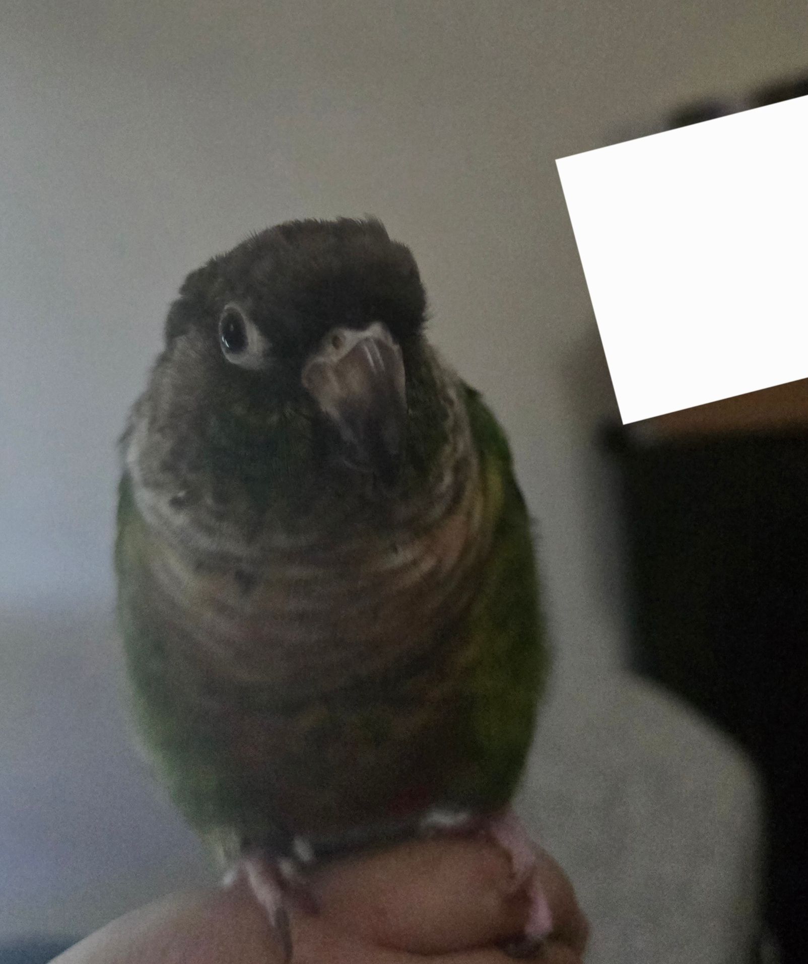Real picture of kiwi